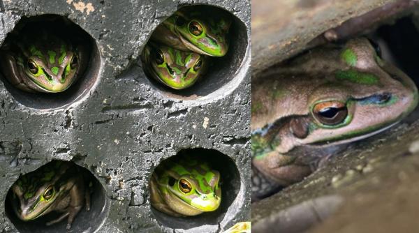 cursa contra cronometru pentru salvarea amfibienilor de la cea mai grava boala care a afectat vreodata biodiversitatea