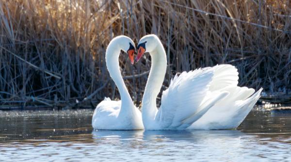 focar de gripa aviara in judetul cluj doua lebede au fost gasite moarte in zona lacului de acumulare gilau somesu rece