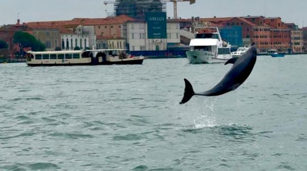 save mimmo campanie pentru protejarea delfinului solitar din laguna venetiei care sare fara teama in fata ambarcatiunilor