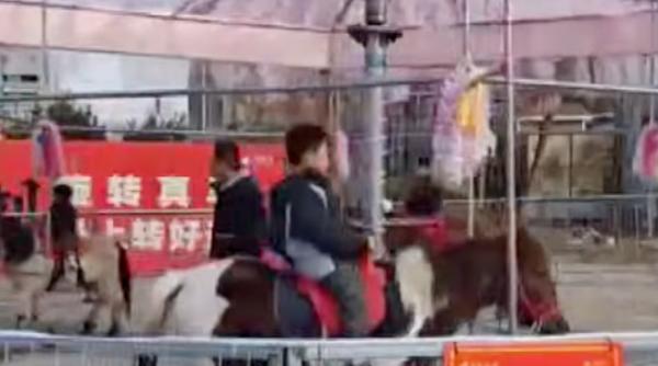 un cal nu e o masina indignare in china unde un carusel cu cai reali a fost promovat ca atractie turistica