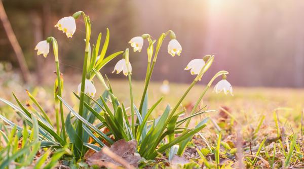 vine primavara saptamana viitoare vor fi temperaturi de 18 grade