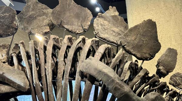 O fosilă rară, descoperită în "Deșertul Oaselor” din Argentina, ar putea rescrie istoria dinozaurilor