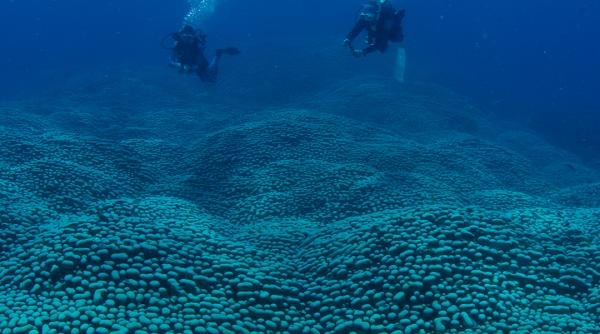 descoperire impresionanta pe marea bariera de corali o echipa de cercetatori a gasit cea mai mare colonie de corali din lume