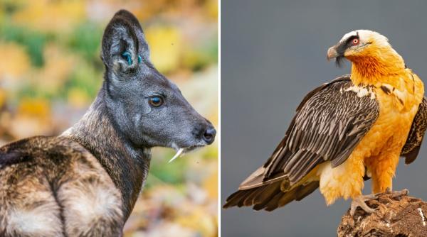 un cerb vampir cea mai morocanoasa pisica si un vultur barbos sunt cele mai neobisnuite animale din mongolia