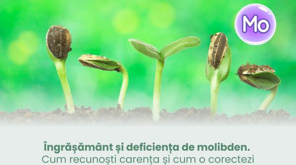 ingrasamant si deficienta de molibden cum recunosti carenta si cum o corectezi