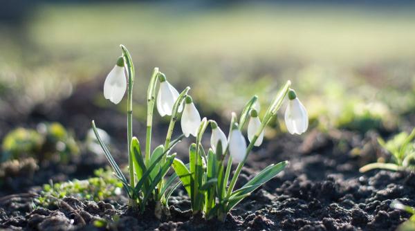 tara in care culesul ghioceilor este amendat cu pana la 50 000 de euro vestitorii primaverii protejati de lege