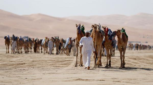 20 de cămile au fost descalificate de la un concurs de frumusețe din Oman, pentru intervenții estetice. Aveau Botox și silicon