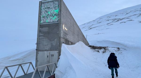 Semințele de măslin ajung pentru prima dată în „Seiful Apocalipsei” din Svalbard