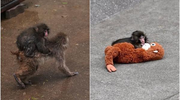 maimutica punch incepe sa l uite pe urangutanul de plus de la ikea invata regulile societatii maimutelor