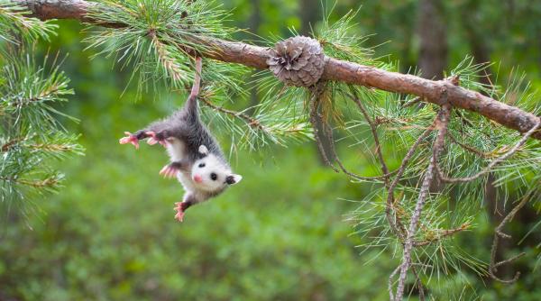 doua specii de mamifere despre care se credea ca sunt disparute de 6 000 de ani au fost gasite intr o padure tropicala in noua guinee
