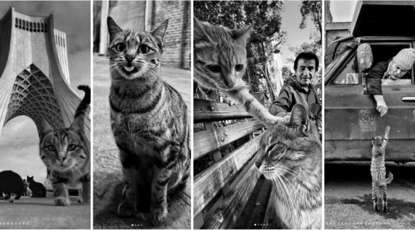 Un fotograf iranian surprinde viața pisicilor fără stăpân din Teheran cu un telefon, iar imaginile emoţionante devin instant virale
