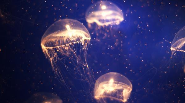 nasa a trimis peste 2 000 de pui de meduze in spatiu zeci de mii s au intors pe pamant