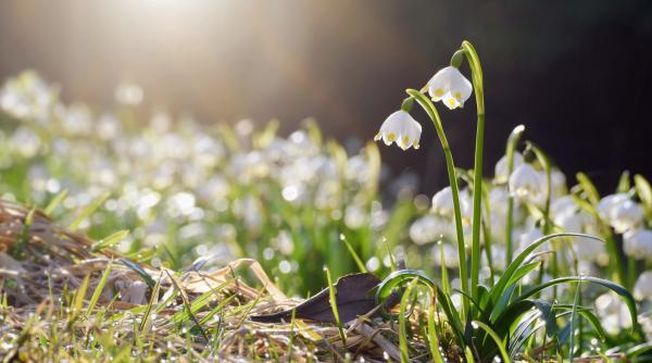 ANM anunță prognoza meteo pentru următoarele două săptămâni. Vreme caldă cu temperaturi de 18 grade. Când vin ploile 