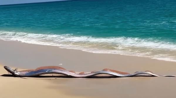 dupa ce doi pesti ai apocalipsei au esuat simultan in fata a doua turiste americane cresc temerile privind un dezastru iminent