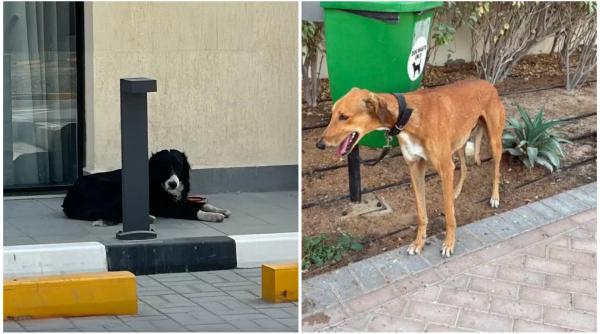 influencerii care fug din dubai isi abandoneaza animalele de companie isi lasa cainii si pisicile pe strada fara apa sau mancare