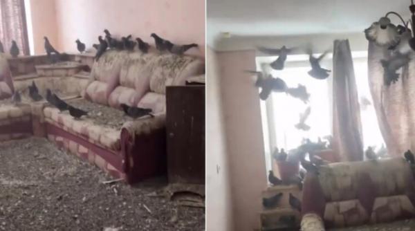 video un barbat care a uitat o fereastra deschisa cand a plecat de acasa a gasit apartamentul plin de porumbei cand s a intors