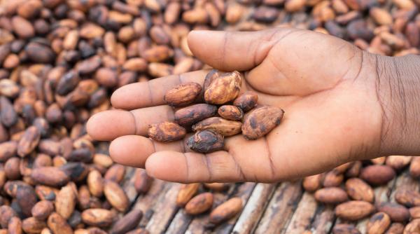 Vremuri amare pentru cultivatorii de cacao, după ce prețurile boabelor s-au prăbușit: Fermierii nu au mai fost plătiți de câteva luni
