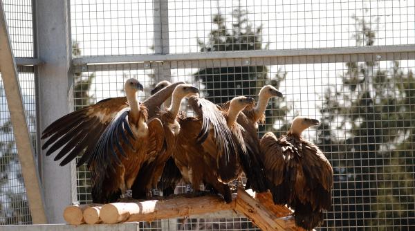 vulturii suri revin in romania dupa 70 de ani imagini cu primele 25 de pasari care au ajuns in masivul fagaras