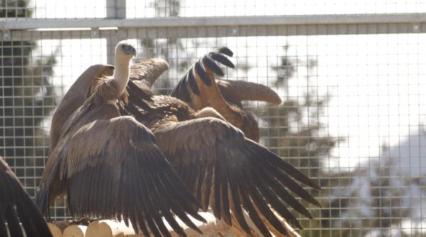 vulturii suri revin in romania dupa 70 de ani imagini cu primele 25 de pasari care au ajuns in masivul fagaras