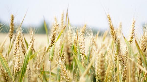 Ce este un triciclu electric agricol si de ce devine indispensabil in gospodarie