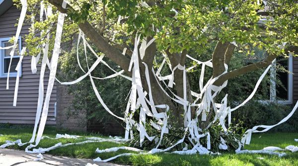 elevii de la o scoala au intins hartie igienica in copacii de langa casa unui profesor gluma l a ucis pe acesta