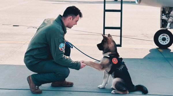 Tragedie în aviația română: Un pilot de F-16 a murit înecat în timp ce încerca să salveze un câine căzut într-un bazin cu apă