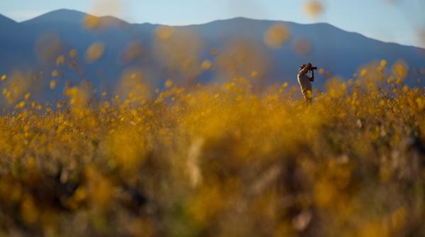 florile salbatice acopera valea mortii cel mai fierbinte loc din lume e cea mai spectaculoasa super inflorire din ultimul deceniu