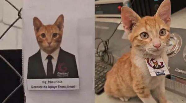 o firma din mexic a salvat o pisica fara stapan apoi a angajat o miauricio este manager de suport emotional si are contract de munca