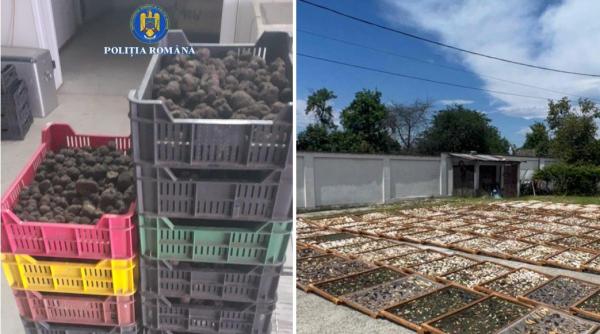 Trufe și fructe de pădure, în centrul unor afaceri ilegale de peste 13 milioane de lei. Care sunt neregulile descoperite