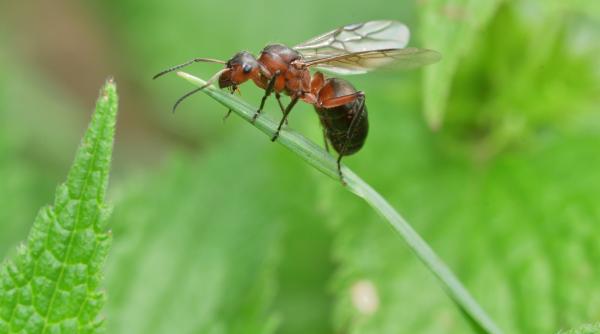 chinez arestat pentru ca a incercat sa scoata din kenya 2 000 de furnici dintr o specie rara le ascunsese in eprubete prin bagaj