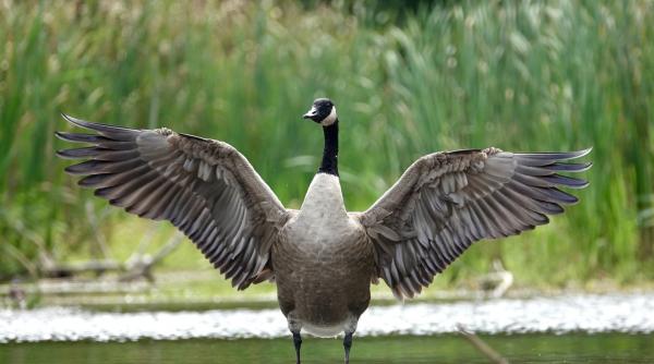 povestea petrolului brent cum a ajuns o gasca sa fie indicator global pentru pretul titeiului