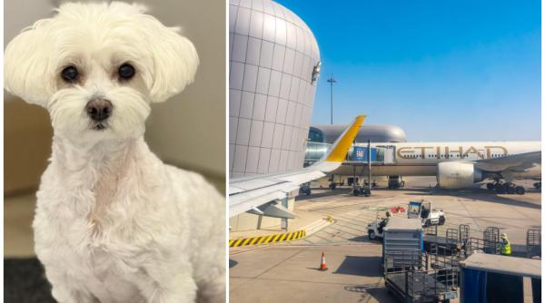 situatie sfasietoare pentru o familie de romani blocata cu un catel in abu dhabi nu l putem abandona e ca si copilul nostru