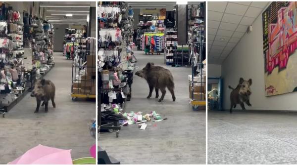Un mistreţ a intrat într-un mall din Berlin şi "a inspectat" mai multe produse. Musafirul nepoftit a fost prins după 3 ore