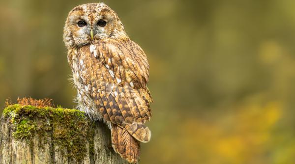 tara din europa unde animalele salbatice vor inlocui figurile istorice de pe bancnote cand vor intra in circulatie