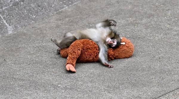 maimutica punch nu mai este singura si trista a inceput sa isi faca prieteni mai foloseste plusul doar cand merge la culcare