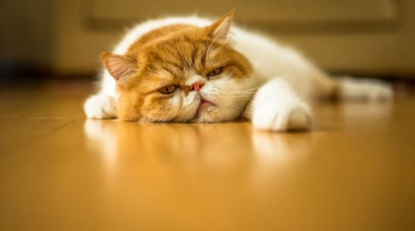 uita de pis pis cand vrei sa chemi o pisica cercetatorii au descoperit metoda care functioneaza cu adevarat