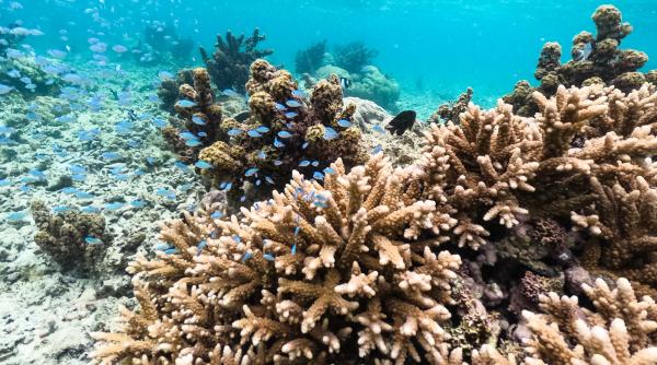 un cuplu de italieni risca o amenda uriasa dupa ce s au intors din mauritius cu 8 corali protejati ascunsi in valiza