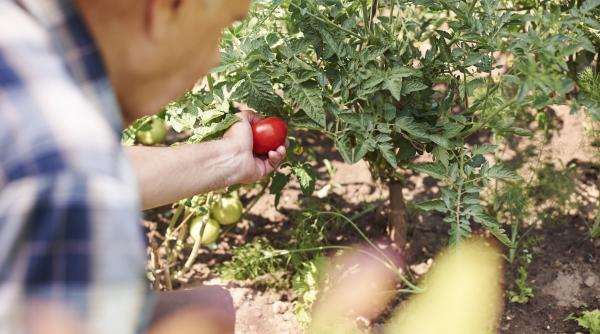 cum se sustin corect rosiile araci spalieri sau sfoara verticala