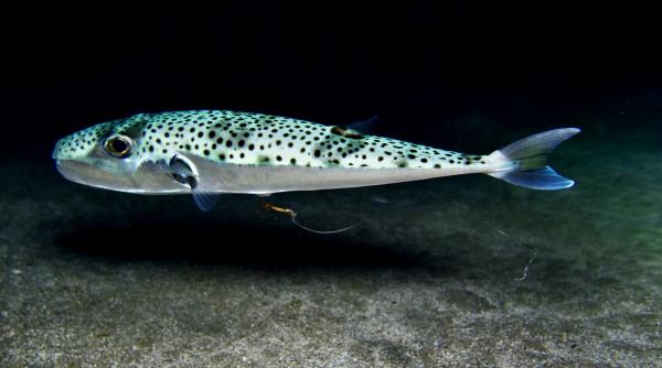 un peste rar si veninos a aparut in marea adriatica intr o zona populara printre turisti otrava lui poate provoca moartea