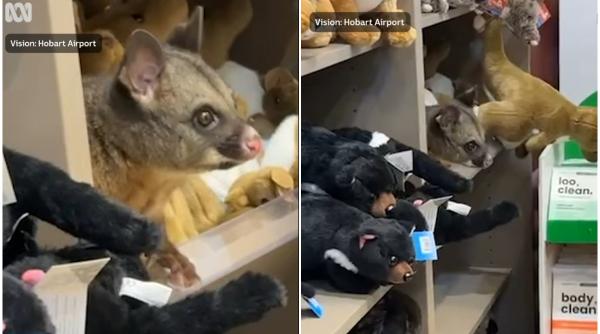 surpriza pe aeroport un oposum s a ascuns printre jucariile de plus intr un magazin si parea ca se simte foarte bine acolo