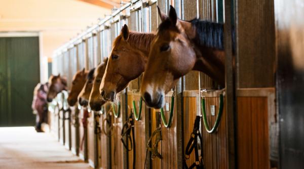 147 de cai de curse care valoreaza 100 de milioane de euro au fost salvati din zona de razboi in qatar dupa o operatiune de amploare