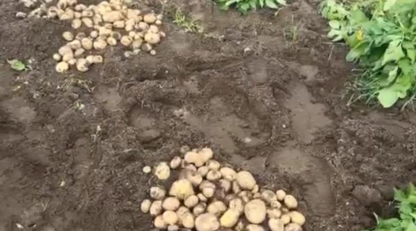 cartofii noi romanesti ajung pe tarabe la preturi uriase un kilogram s ar putea vinde si cu 40 de lei care este motivul