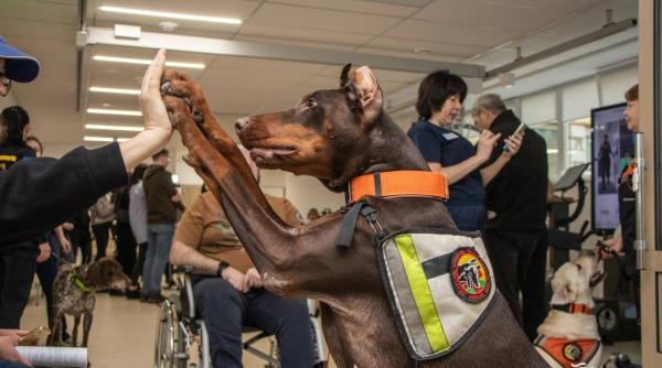 povestea emotionanta a dobermanului erou din ucraina hanna a salvat peste 170 de oameni pana in ultima zi de viata