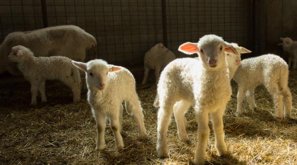 carnea de miel va fi mai scumpa anul acesta de paste cat costa la fermieri si in magazine