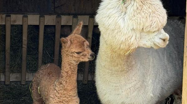 imagini cu puiul de alpaca nascut in valea ciutelor din parcul romanescu olguta vasilescu va fi scos printre celelalte animalute