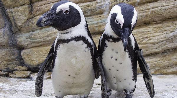Pinguinii înghit cantități îngrijorătoare de plastic alb și nimeni nu a știut de ce. Până acum