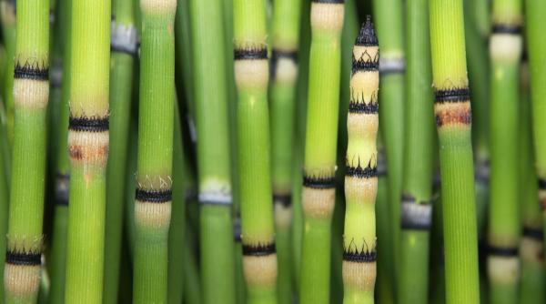 o planta extrem de veche produce apa care pare sa provina din spatiu daca nu as fi stiut as fi crezut ca vine dintr un meteorit