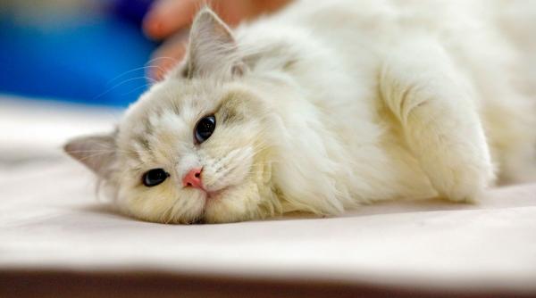 oscarurile lumii feline sute de pisici din intreaga europa au fost aduse la sala palatului pentru a fi admirate