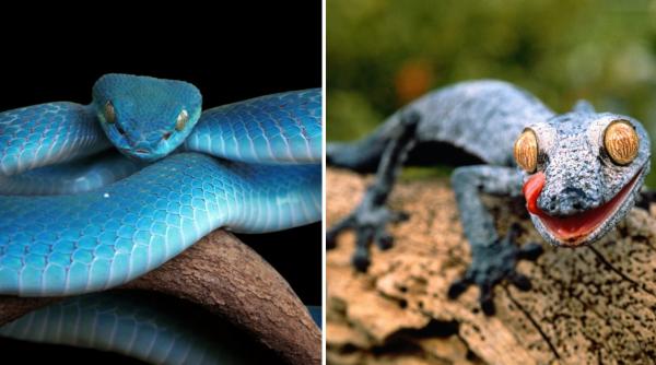 o vipera turcoaz sarpele zburator si soparle gecko printre noile specii descoperite in pesterile din cambodgia