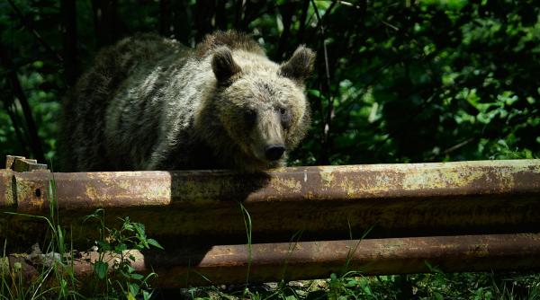romania ar putea vana de doua ori mai multi ursi buzoianu ar fi raspuns la o nevoie reala nu sa aduca bani in buzunarul unora
